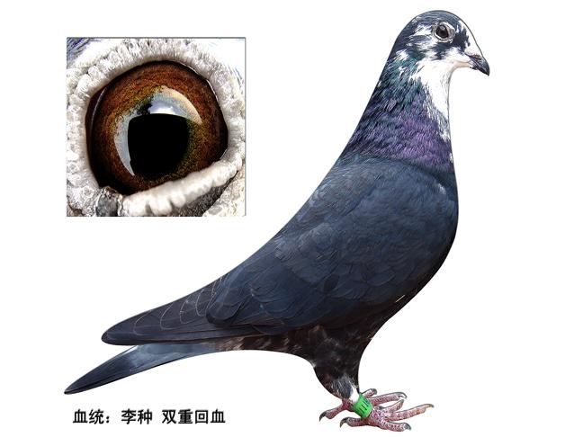 中国阿翁鸽系图片图片