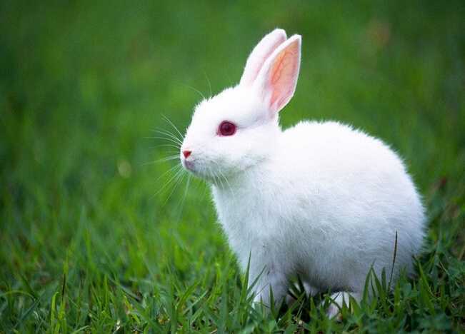 63年属兔是什么命：十二星座属兔的63年出生农历二月初二是什么星座？