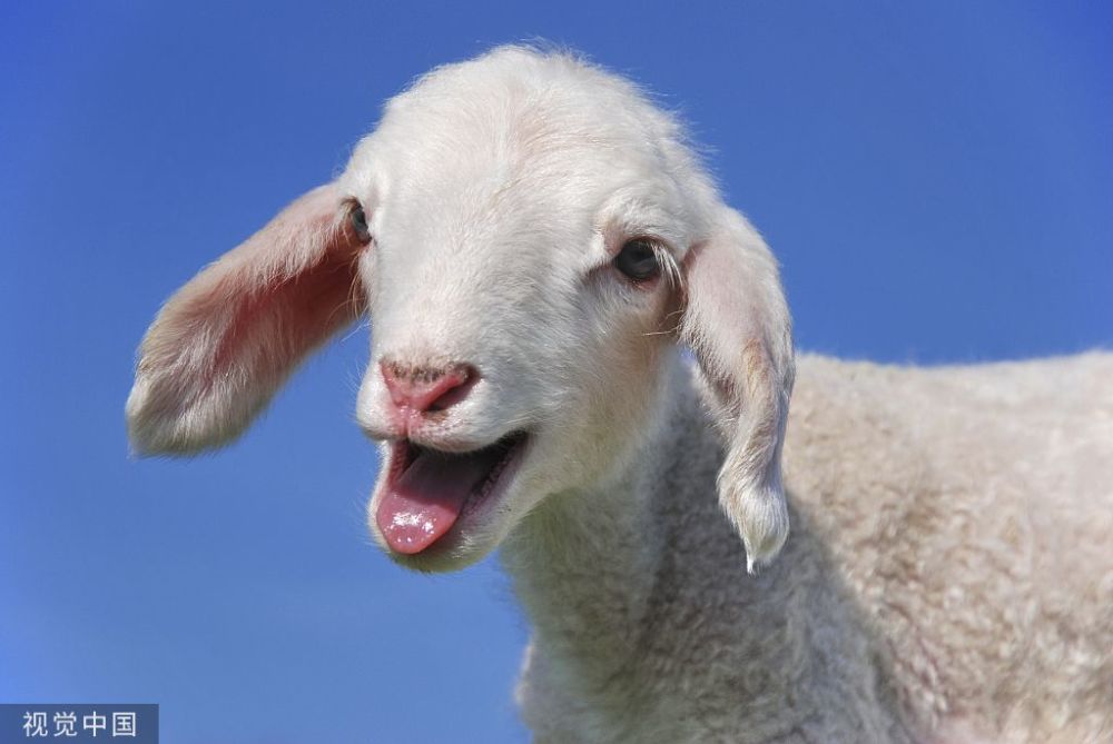 2022年羊属相每月运势，79属羊人2022年运势运程