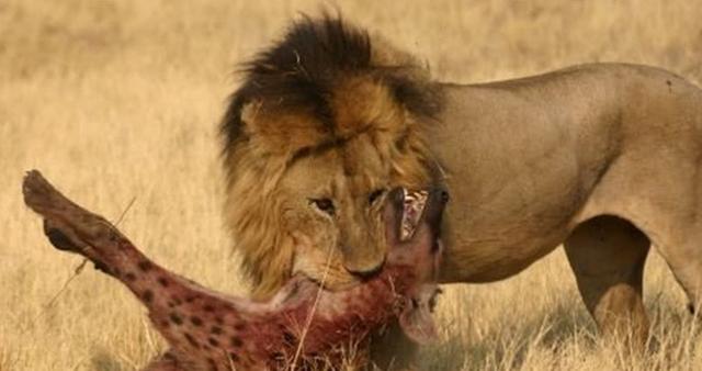 狮子跟鬣狗是死对头么，鬣狗为什么不敢掏雄狮