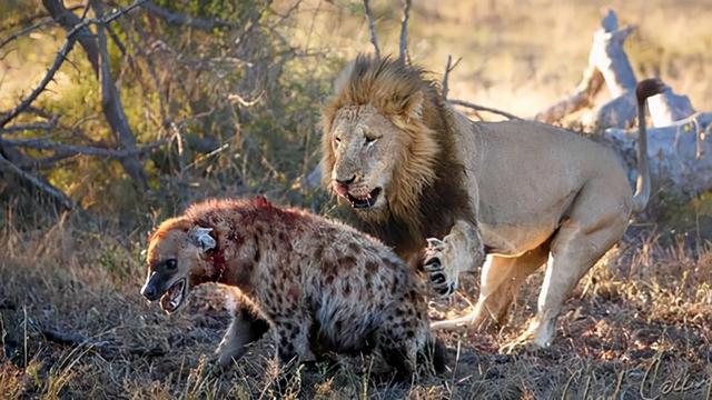 狮子跟鬣狗是死对头么，鬣狗为什么不敢掏雄狮