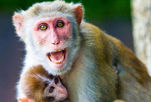 属猴劫难三次：80年属猴的是什么命