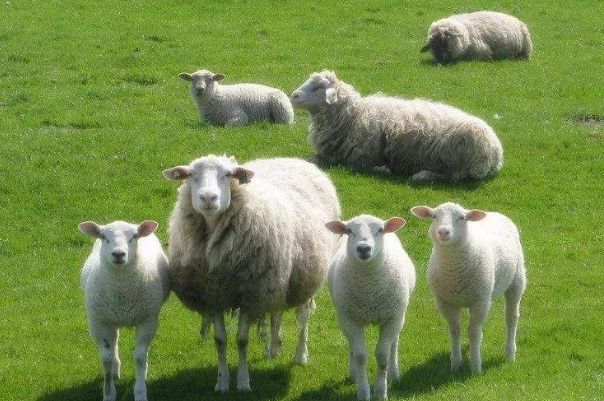 2、属羊男人与属羊女人婚配:属羊的女人和属什么的男人属相相配呢？
