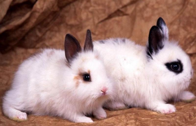 2、两个属兔的人婚配指数:属兔的人和什么属相最配 属兔的人的属相婚配