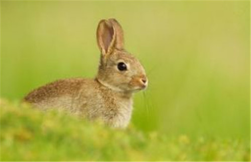 5、两个属兔的人婚配指数:两人都是属兔的适合结婚吗