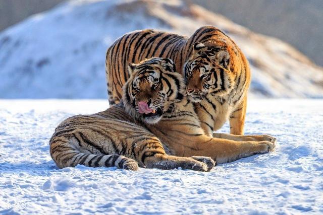 1、2月老虎和10月老虎可以婚配吗:属虎的可以和属虎的结婚吗？