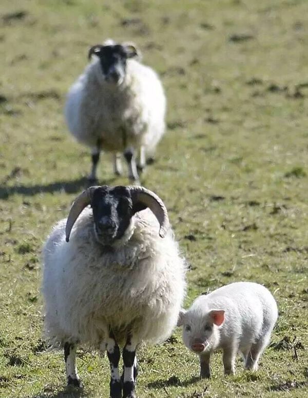 1、属猪和属羊的人婚配好不好:属相婚配：男属猪和女属羊相配吗
