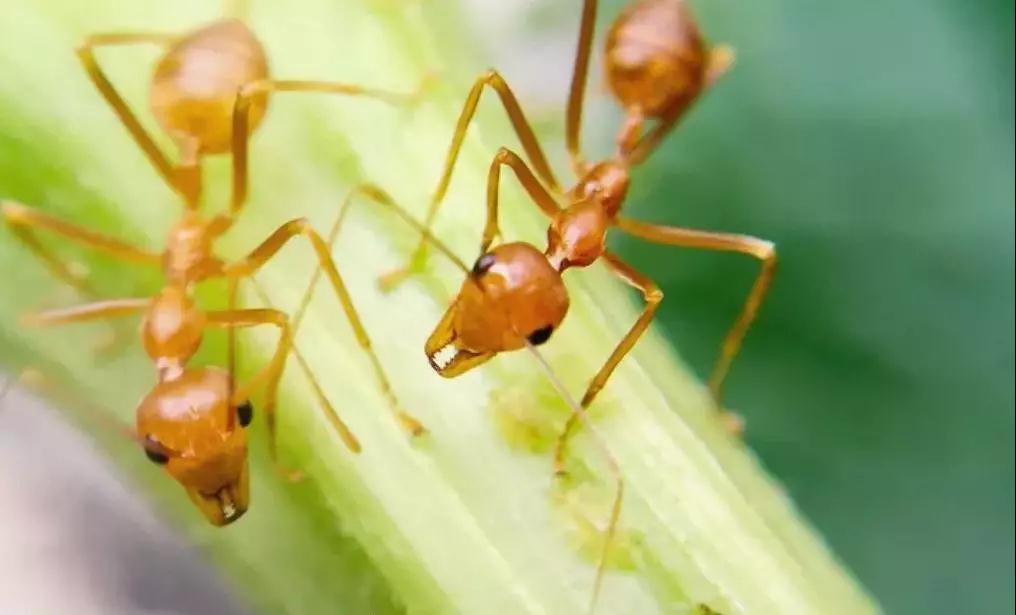 1、红蚂蚁的食物婚配繁殖寿命:蚂蚁怎样婚恋与繁衍