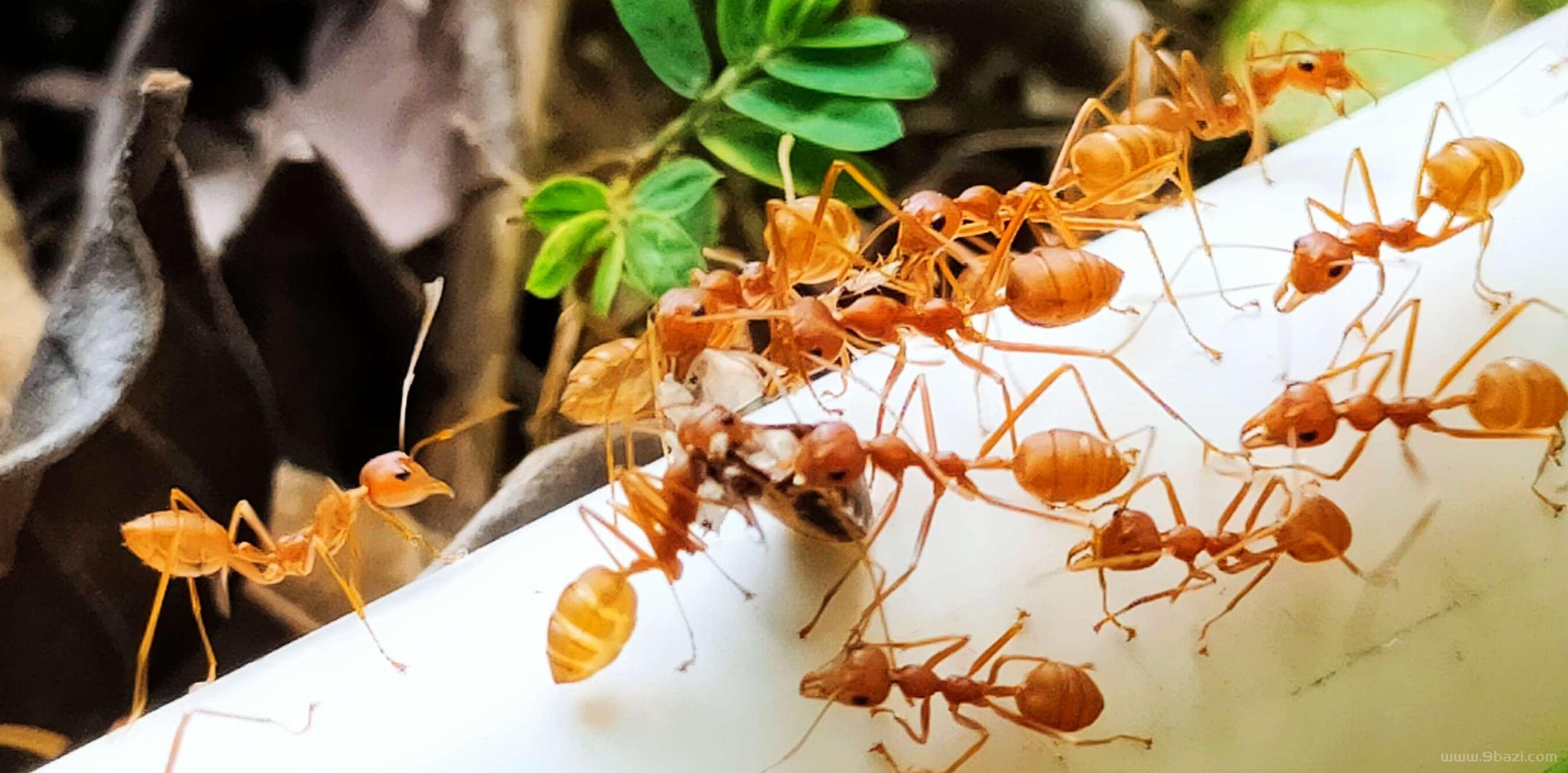 2、红蚂蚁的食物婚配繁殖寿命:红蚂蚁怎么繁殖后代