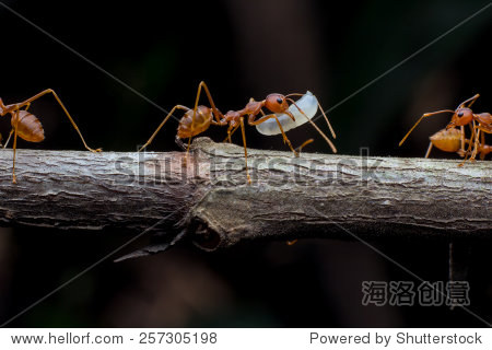 3、红蚂蚁的食物婚配繁殖寿命:请问红蚂蚁一般是寿命是多长呢？？