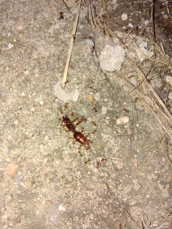 4、红蚂蚁的食物婚配繁殖寿命:红蚂蚁吃什么