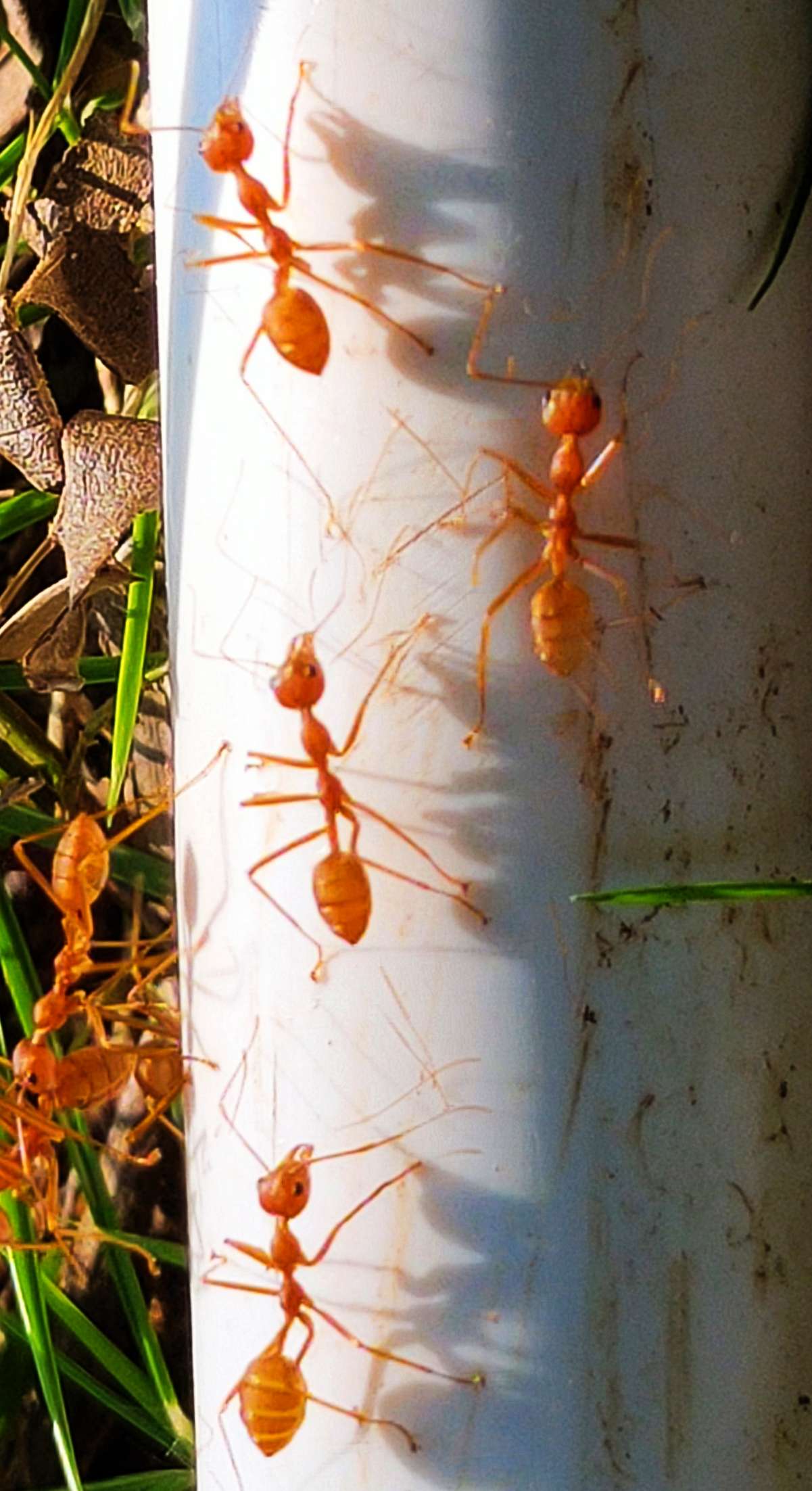 5、红蚂蚁的食物婚配繁殖寿命:请问红蚂蚁吃什么？