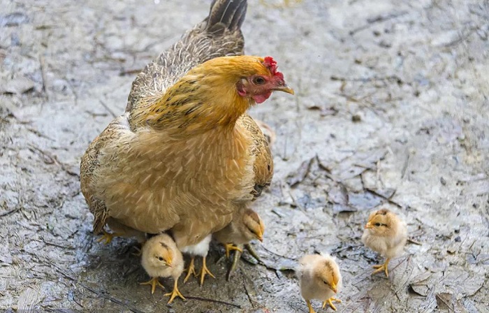 1、属鸡和属鸡的婚配指数:属鸡和什么相配