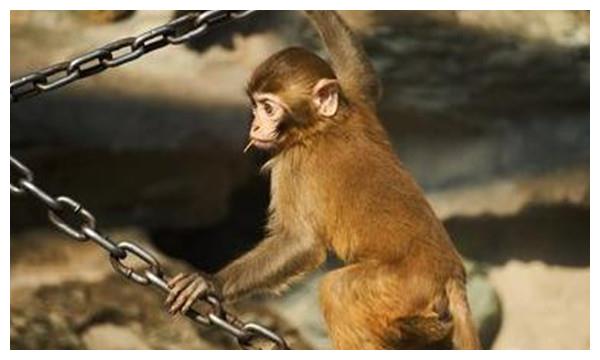 1、属猴人与属猴的婚配怎样:属虎和属猴的人为什么不相配