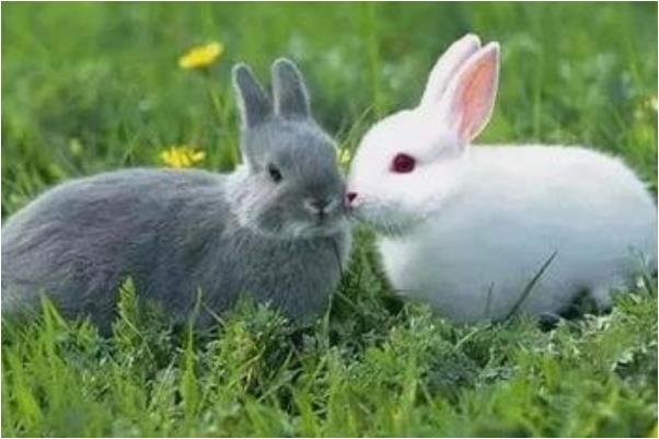 1、75年男兔与75年女兔婚配:75年的男兔和75年的女兔结婚能白头到老吗