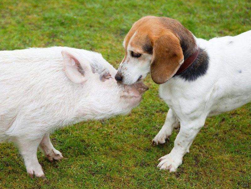 1、男狗与女猪生肖婚配幸福吗:男属狗和女属猪相配吗