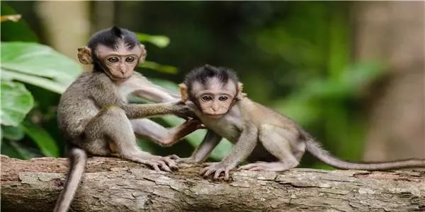 1、属马人与属猴的能婚配吗:属猴男和属马女的婚姻相配吗