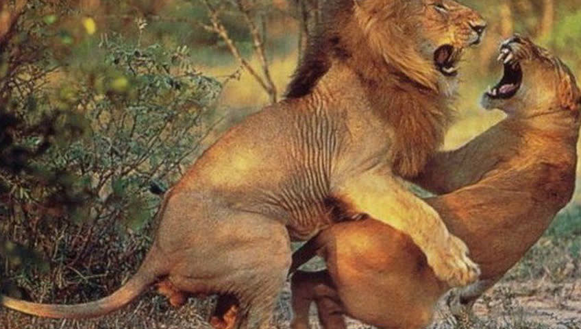 3、豹子男和狮子女婚配吗:母狮子与公豹子能成功吗？