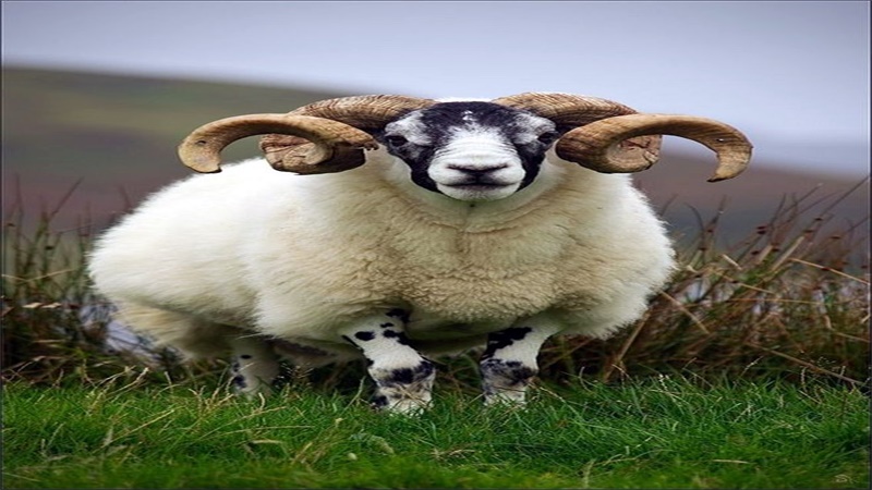 4、土羊和土牛配什么婚配:属牛和属羊的能在一起吗？