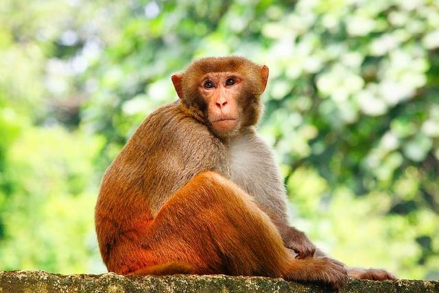 1、属猴女和属猴男婚配如何:属猴男和属猴月生婚配吗