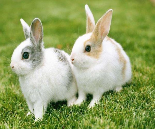 1、属兔的婚配忌哪几个属相:属兔的能和哪些属相配对?