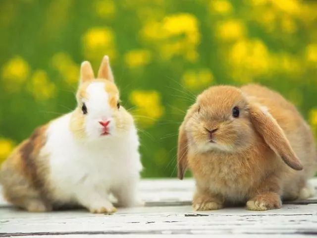2、女属兔和什么生肖婚配好:属兔的女人和什么属相最般配