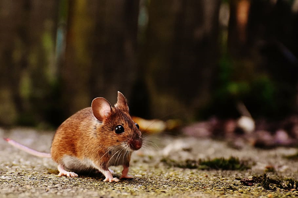 2、属鼠寿命活多大:属鼠人生命能活多少岁