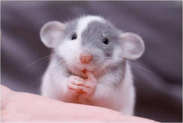 4、属鼠寿命活多大:年属鼠的寿命能活多少岁