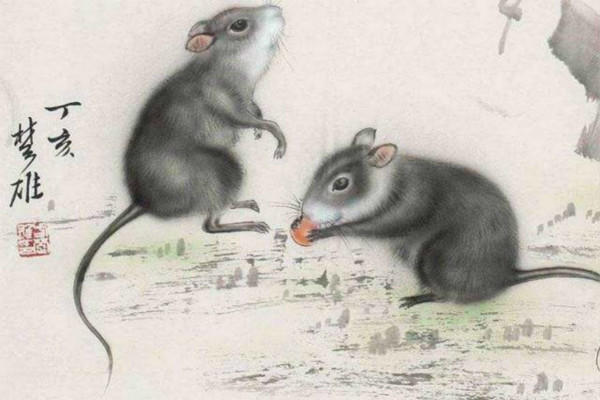 2、鼠与鼠相配吗:老鼠和老鼠相配吗