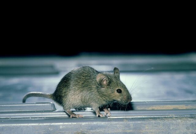 1、属鼠人的灾难年龄:属鼠的今年多大？