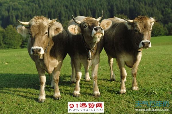 3、生肖牛今年多大年龄:属牛的今年多大年
