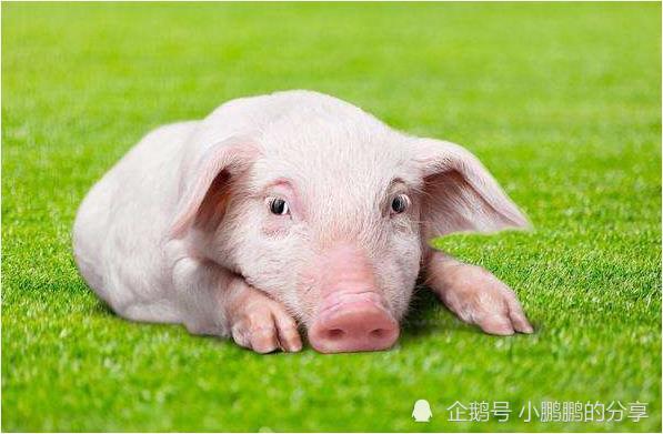 1、生肖猪年龄年份:一年猪相当于人什么年龄