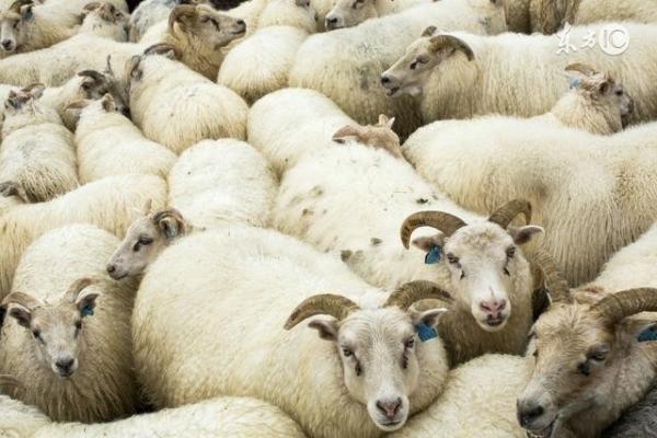 2、牛和羊的夫妻怎样化解:属牛的和属羊的如何化解夫妻不和