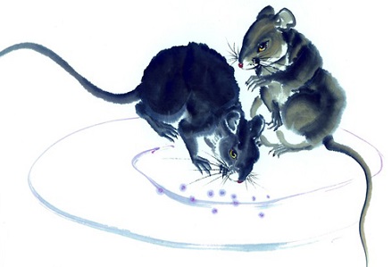 1、年属鼠人一生命运:年属鼠的五行属什么命，一生命运如何？