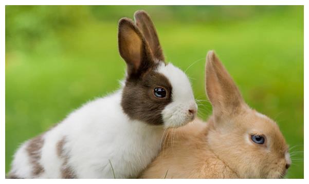 2、87兔子今年运势如何:年出生的，属兔，求今年运势！