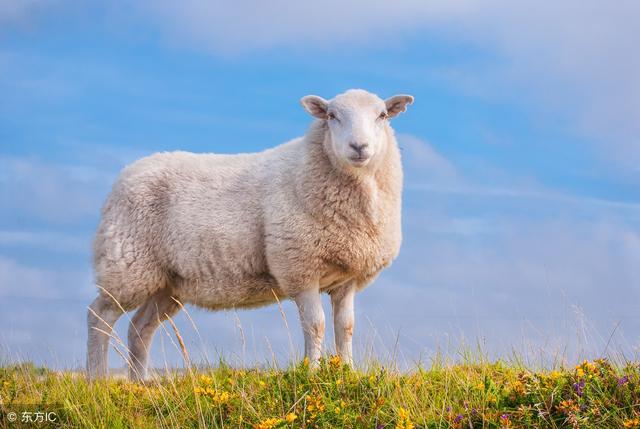 生肖羊每月每日运势
