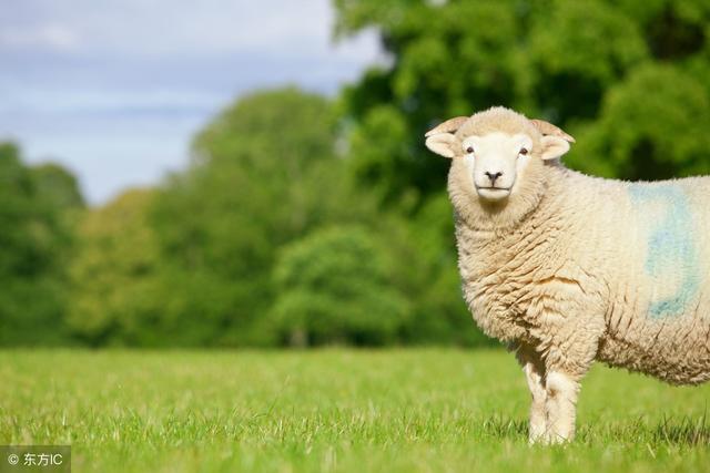 生肖羊每月每日运势