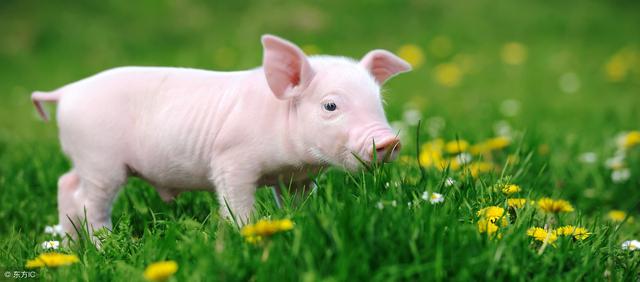属猪的幸运数字是多少，属猪人永久吉利的数字