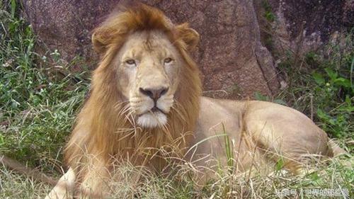 最厉害的狮子品种排行榜，狮子品种大全及图片