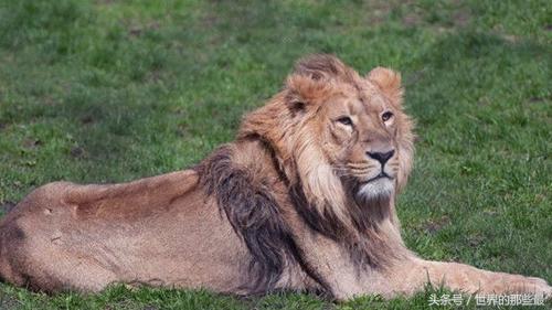 最厉害的狮子品种排行榜，狮子品种大全及图片