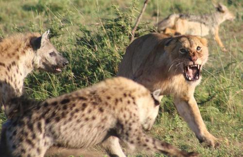狮子被鬣狗掏肛，多少只鬣狗能打过雄狮