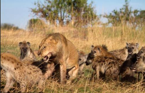 狮子被鬣狗掏肛，多少只鬣狗能打过雄狮