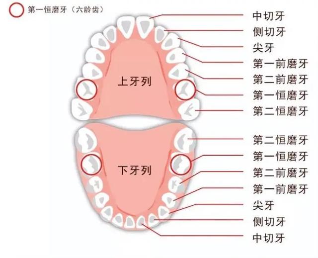 成人牙齿排列图和名称图片