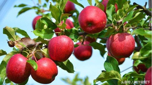 周公解梦梦见吃红苹果是什么意思
