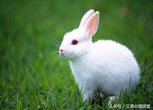 兔和兔八字合吗